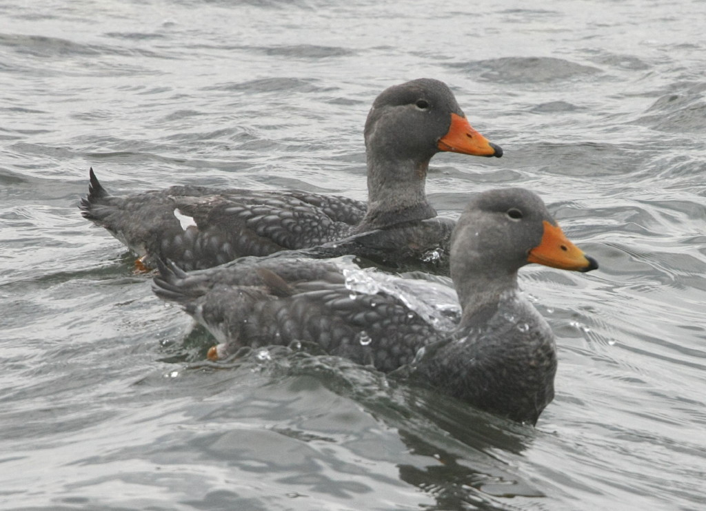 image Flightless Steamer-Duck